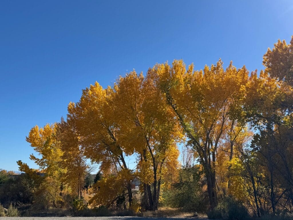 Cottonwoods in Yerington